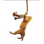 Save the Cat! The Last Book on Screenwriting You'll Ever Need by Blake Snyder (Paperback)