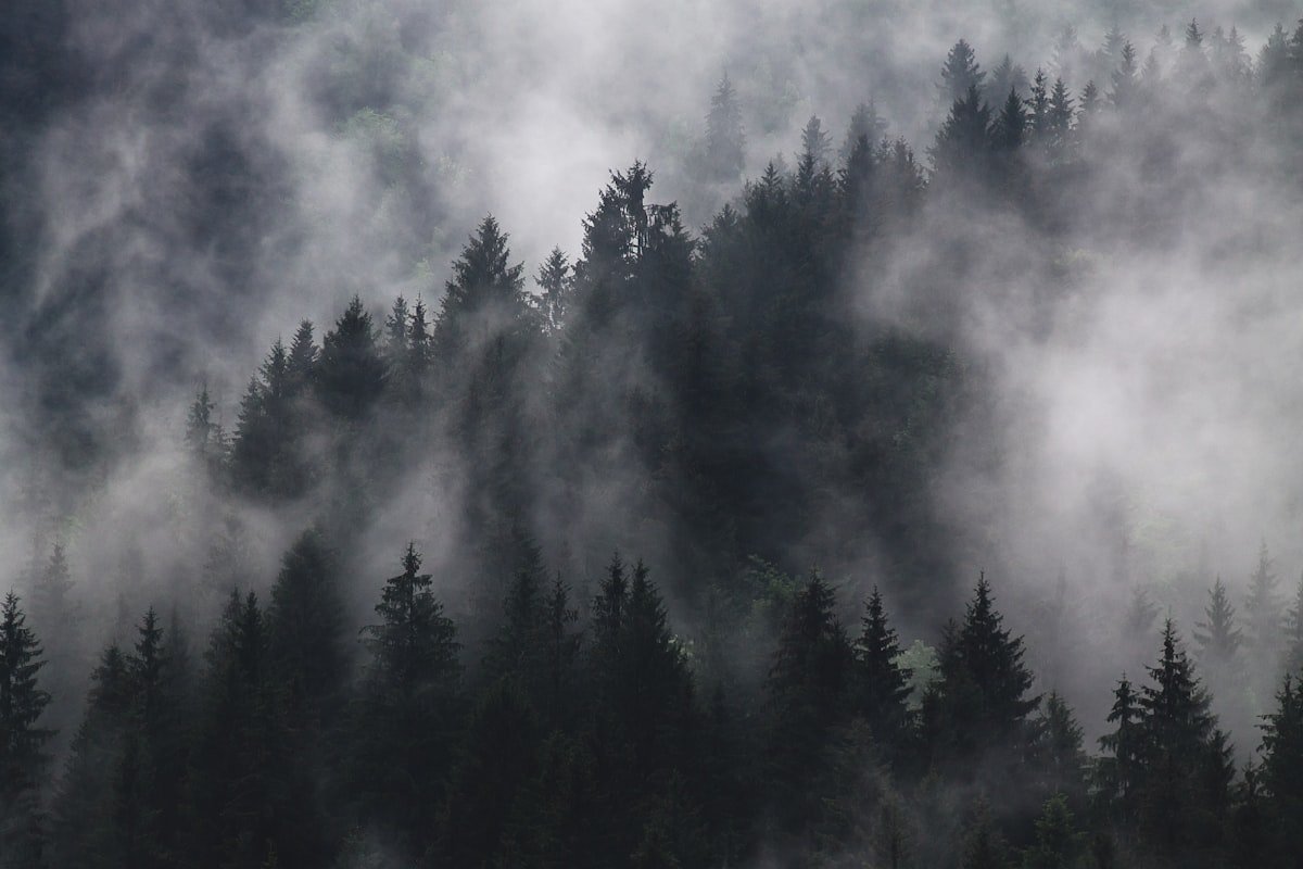 Best Dark Fantasy Books to Read in 2026: Grimdark to Gothic 1 Dense evergreen trees emerging from thick grey mist on a mountain slope