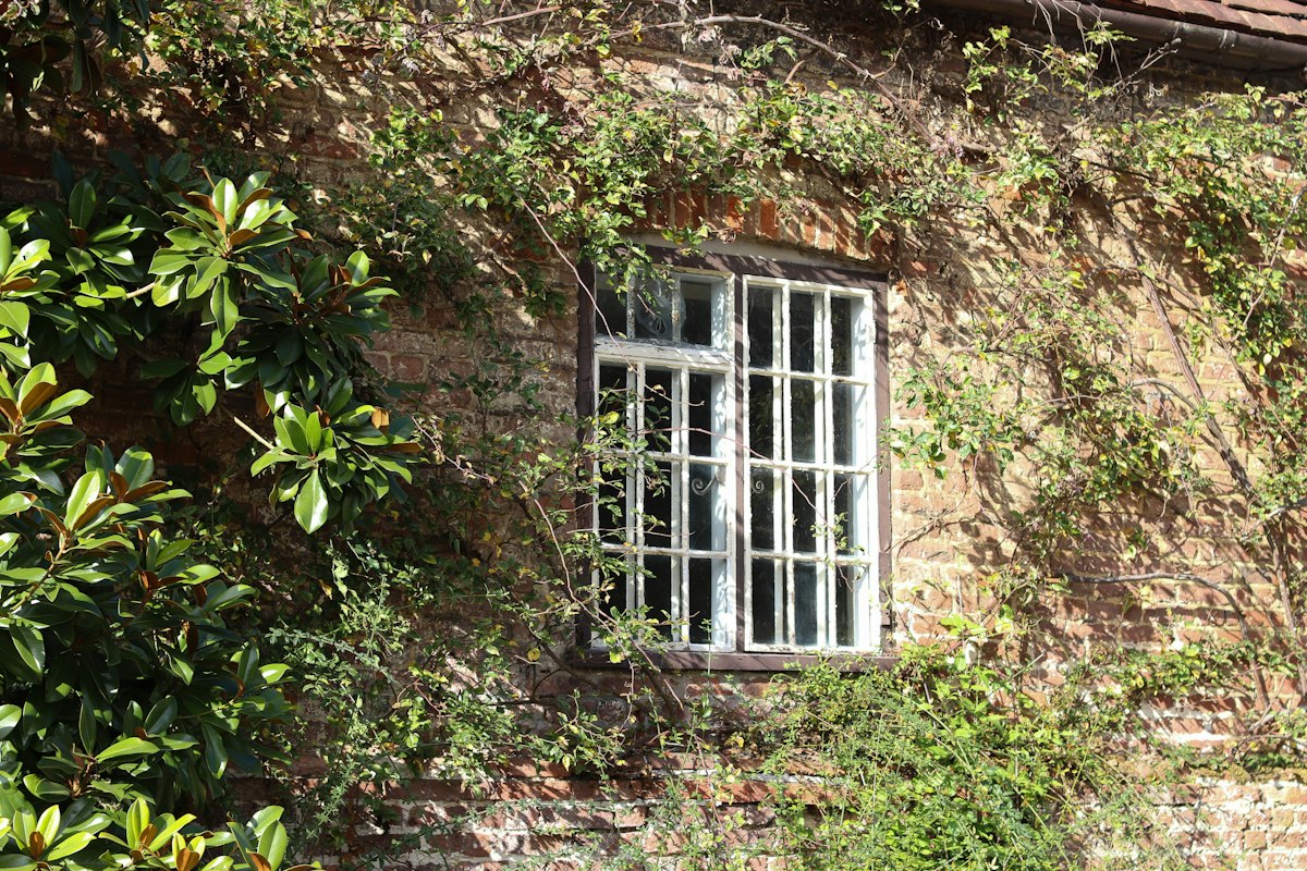 Old window on a brick wall covered in vines