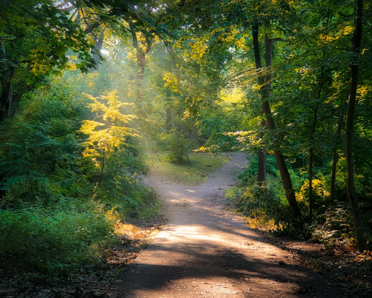 A quiet pathway between green trees during daytime